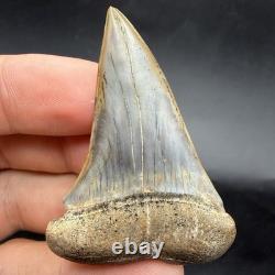 Megalodon Era Mako Shark Tooth From Peru 2.26 Natural