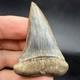 Megalodon Era Mako Shark Tooth From Peru 2.26 Natural