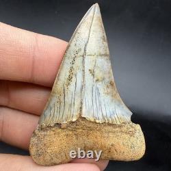 Megalodon Era Mako Shark Tooth From Peru 2.26 Natural