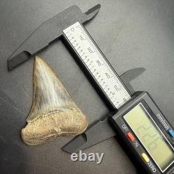 Megalodon Era Mako Shark Tooth From Peru 2.26 Natural