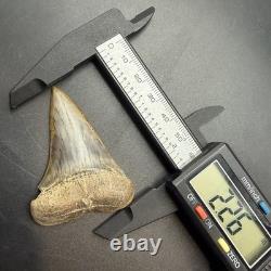 Megalodon Era Mako Shark Tooth From Peru 2.26 Natural