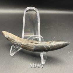Megalodon Era Whale Tooth Fossil Venice Florida Cetacean Fossil