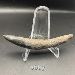 Megalodon Era Whale Tooth Fossil Venice Florida Cetacean Fossil