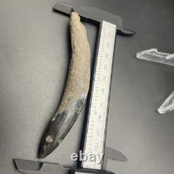 Megalodon Era Whale Tooth Fossil Venice Florida Cetacean Fossil