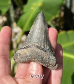 Megalodon Father Species-CHUBUTENSIS Shark Tooth Large 2.75 RARE FOSSIL