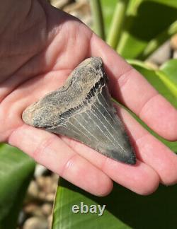 Megalodon Father Species-CHUBUTENSIS Shark Tooth Large 2.75 RARE FOSSIL