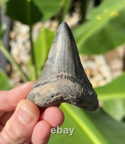 Megalodon Father Species-CHUBUTENSIS Shark Tooth Large 2.75 RARE FOSSIL