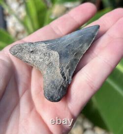 Megalodon Father Species-CHUBUTENSIS Shark Tooth Large 2.75 RARE FOSSIL