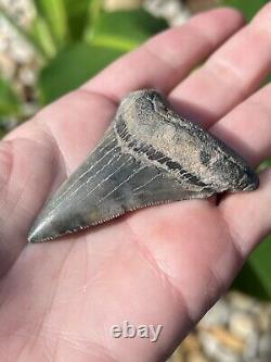 Megalodon Father Species-CHUBUTENSIS Shark Tooth Large 2.75 RARE FOSSIL