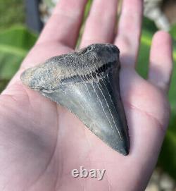 Megalodon Father Species-CHUBUTENSIS Shark Tooth Large 2.75 RARE FOSSIL