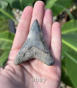 Megalodon Father Species-CHUBUTENSIS Shark Tooth Large 2.75 RARE FOSSIL