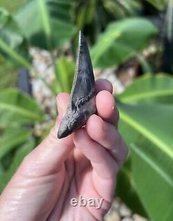 Megalodon Father Species-CHUBUTENSIS Shark Tooth Large 2.75 RARE FOSSIL