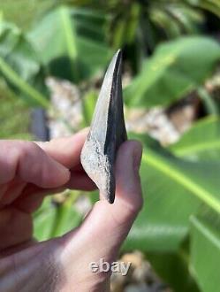 Megalodon Father Species-CHUBUTENSIS Shark Tooth Large 2.75 RARE FOSSIL