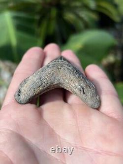 Megalodon Father Species-CHUBUTENSIS Shark Tooth Large 2.75 RARE FOSSIL