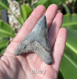 Megalodon Father Species-CHUBUTENSIS Shark Tooth Large 2.75 RARE FOSSIL