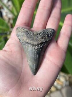 Megalodon Father Species-CHUBUTENSIS Shark Tooth Large 2.75 RARE FOSSIL