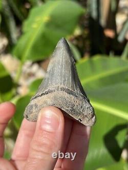 Megalodon Father Species-CHUBUTENSIS Shark Tooth Large 2.75 RARE FOSSIL