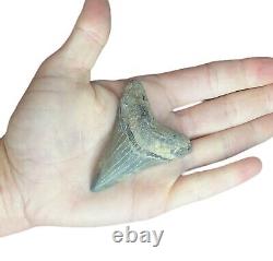 Megalodon Father Species-CHUBUTENSIS Shark Tooth Large 2.75 RARE FOSSIL