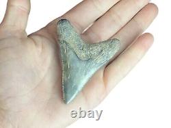 Megalodon Father Species-CHUBUTENSIS Shark Tooth Large 2.75 RARE FOSSIL