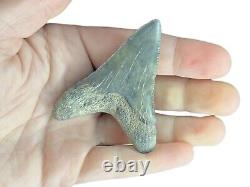 Megalodon Father Species-CHUBUTENSIS Shark Tooth Large 2.75 RARE FOSSIL