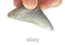 Megalodon Father Species-CHUBUTENSIS Shark Tooth Large 2.75 RARE FOSSIL