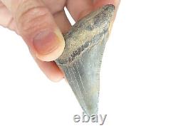 Megalodon Father Species-CHUBUTENSIS Shark Tooth Large 2.75 RARE FOSSIL