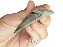 Megalodon Father Species-CHUBUTENSIS Shark Tooth Large 2.75 RARE FOSSIL