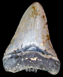 Megalodon Fossil Fossilized Shark Tooth 4.25 No Restoration with Display Case