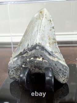 Megalodon Fossil Fossilized Shark Tooth 4.25 No Restoration with Display Case