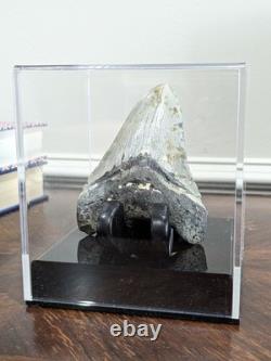 Megalodon Fossil Fossilized Shark Tooth 4.25 No Restoration with Display Case