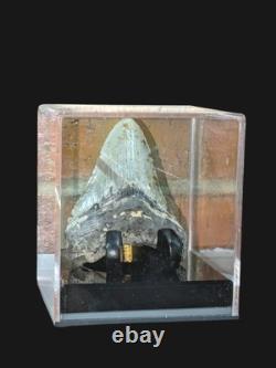 Megalodon Fossil Fossilized Shark Tooth 4.25 No Restoration with Display Case