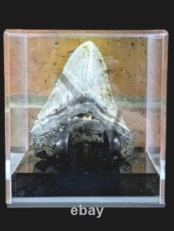 Megalodon Fossil Fossilized Shark Tooth 4.25 No Restoration with Display Case