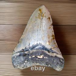 Megalodon Fossil Fossilized Shark Tooth 4.25 No Restoration with Display Case