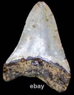 Megalodon Fossil Fossilized Shark Tooth 4.25 No Restoration with Display Case