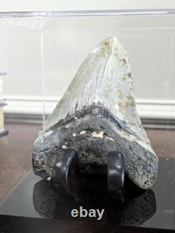 Megalodon Fossil Fossilized Shark Tooth 4.25 No Restoration with Display Case