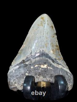 Megalodon Fossil Fossilized Shark Tooth 4.25 No Restoration with Display Case