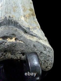 Megalodon Fossil Fossilized Shark Tooth 4.25 No Restoration with Display Case