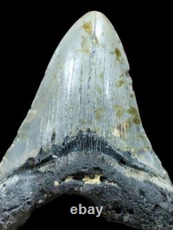 Megalodon Fossil Fossilized Shark Tooth 4.25 No Restoration with Display Case