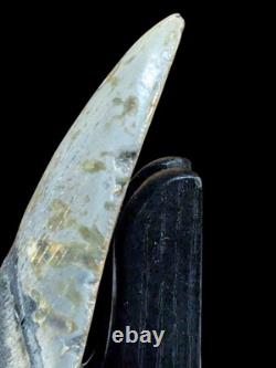 Megalodon Fossil Fossilized Shark Tooth 4.25 No Restoration with Display Case
