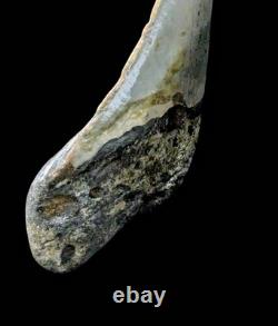 Megalodon Fossil Fossilized Shark Tooth 4.25 No Restoration with Display Case