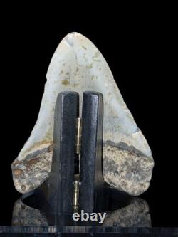 Megalodon Fossil Fossilized Shark Tooth 4.25 No Restoration with Display Case