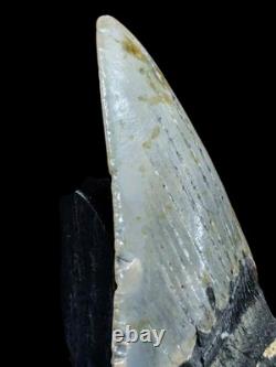Megalodon Fossil Fossilized Shark Tooth 4.25 No Restoration with Display Case