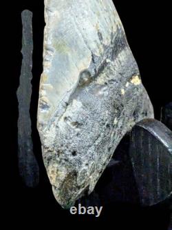 Megalodon Fossil Fossilized Shark Tooth 4.25 No Restoration with Display Case