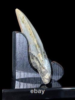 Megalodon Fossil Fossilized Shark Tooth 4.25 No Restoration with Display Case