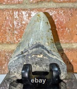 Megalodon Fossil Fossilized Shark Tooth 4.25 No Restoration with Display Case