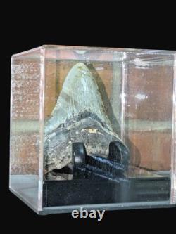 Megalodon Fossil Fossilized Shark Tooth 4.25 No Restoration with Display Case