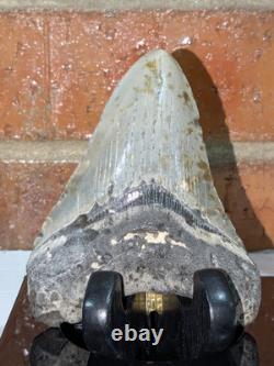 Megalodon Fossil Fossilized Shark Tooth 4.25 No Restoration with Display Case