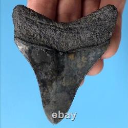 Megalodon Fossil Shark Tooth? 3.12? COLORFUL + SERRATED! Teeth t20