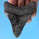 Megalodon Fossil Shark Tooth? 3.12? Colorful + Serrated! Teeth T20