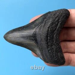 Megalodon Fossil Shark Tooth? 3.12? COLORFUL + SERRATED! Teeth t20